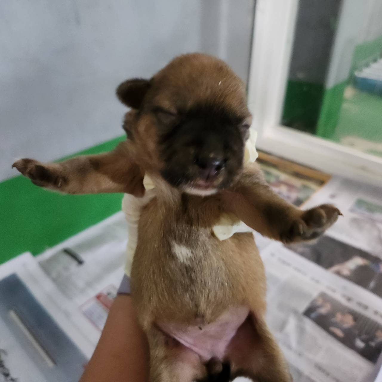 한국야생동물보호협회_441393202301182